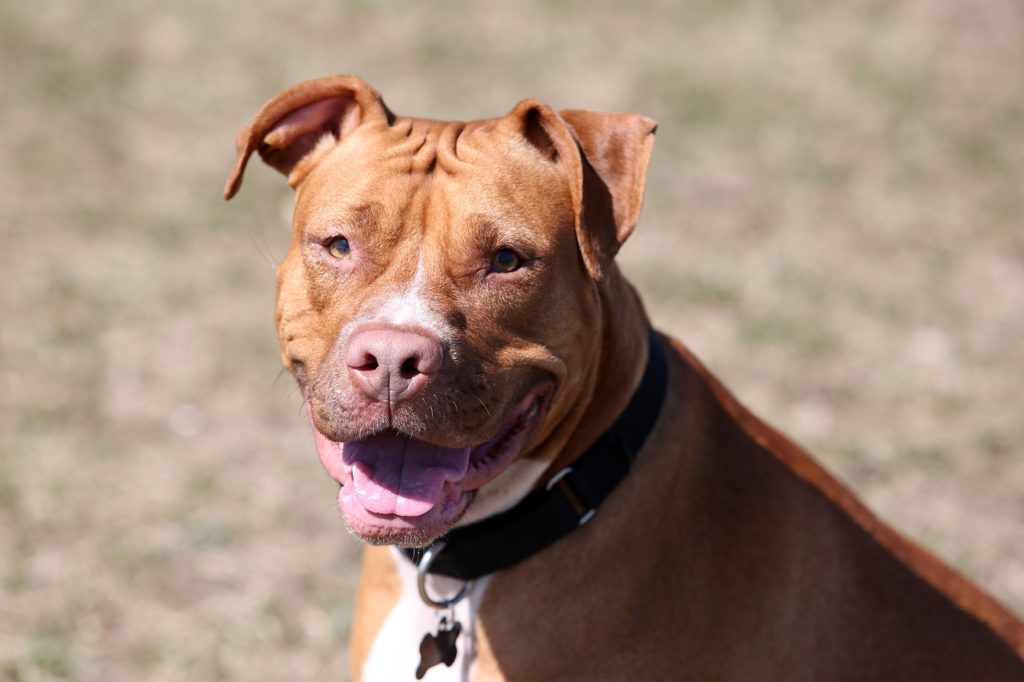 qué razas de perros tienen la nariz roja