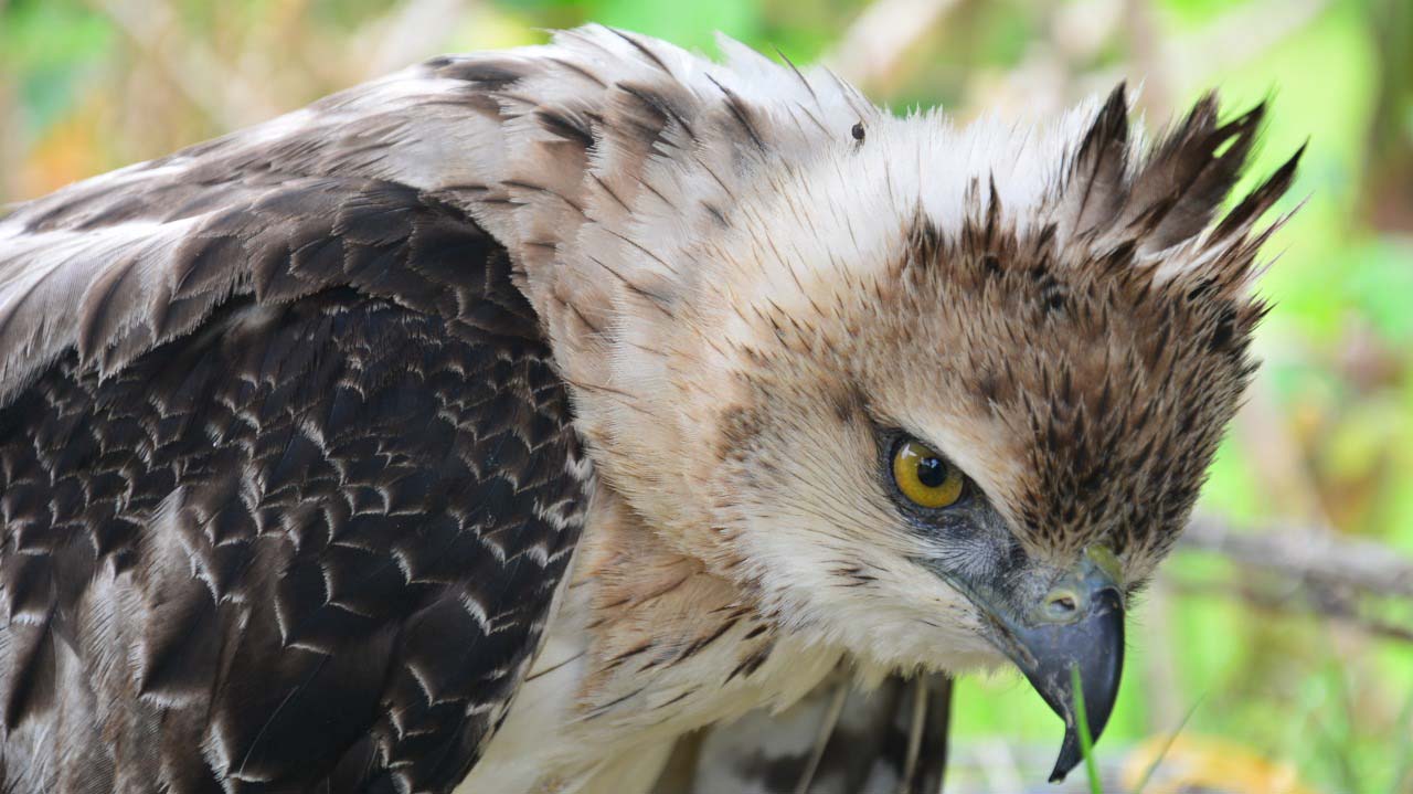 Una familia campesina de Ataco rescató enorme águila en peligro de extinción   - Noticias de Ibagué y Tolima