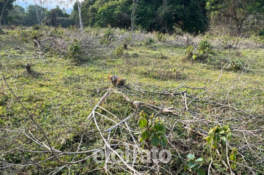 Denuncian tala de árboles en reserva San Jorge de Ibagué 