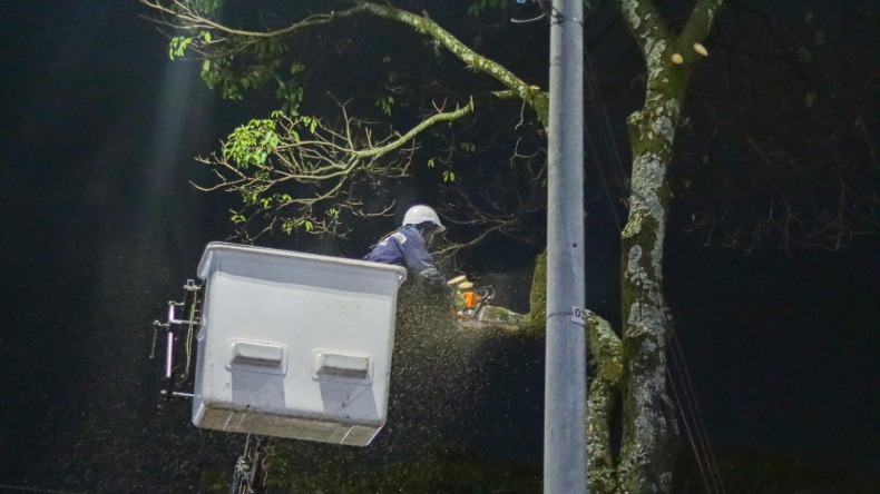 Así podrá solicitar una poda de árbol en Ibagué