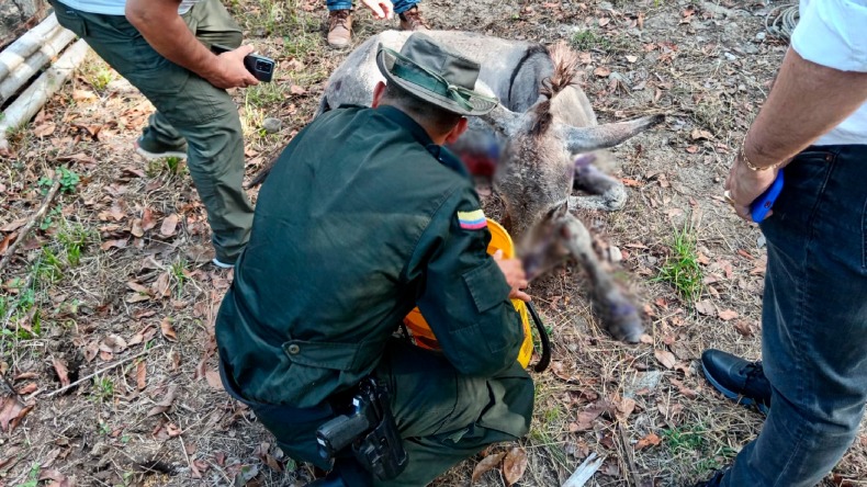 Auxiliaron a burro que resultó herido durante incendio en Coyaima