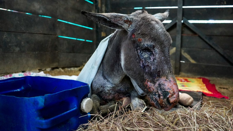 Burro se recupera satisfactoriamente tras incendio en Coyaima