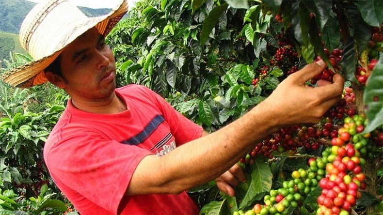 1.500 hectáreas nuevas de café y 3.500 renovadas, meta con convenio entre cafeteros del Tolima y Gobernación 