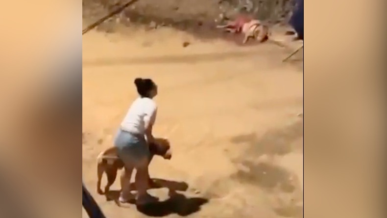 Un perrito murió tras ser atacado por un pitbull en Ibagué