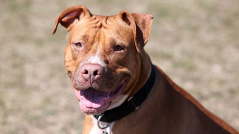 Conozca las razas de perros de manejo especial y sus deberes como cuidador