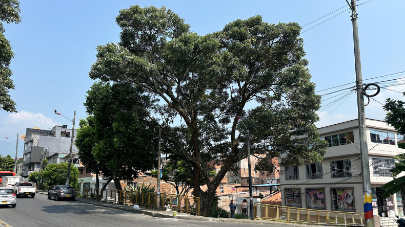 Comunidad del Hipódromo denuncia riesgo por posible caída de un árbol