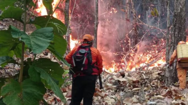 Así puede ayudar a los damnificados por incendios forestales en el Tolima