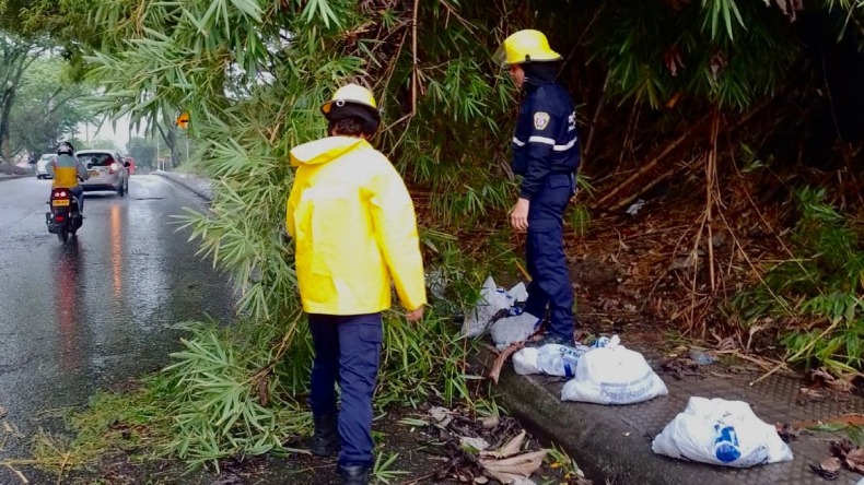 Caída de árboles y afectaciones a viviendas por fuertes lluvias en Ibagué