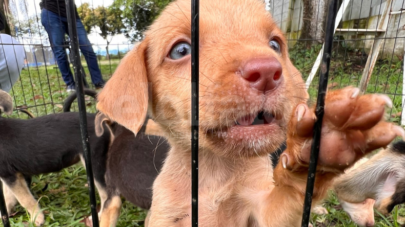 Les pusieron fin a las mutilaciones de orejas y cola de los animales en Colombia