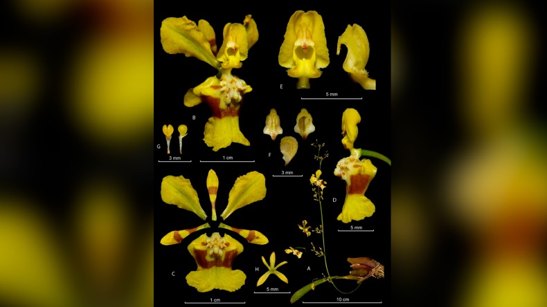 Nueva especie de orquídea fue descubierta en el Tolima por investigadores de la UT