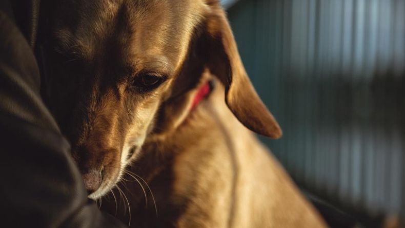 Siga estos consejos para cuidar a su mascota de los efectos de la pólvora