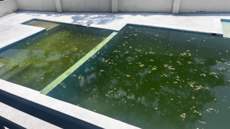 Con mosquitos y suciedad: denuncian mal estado de piscina de un conjunto en Ibagué 