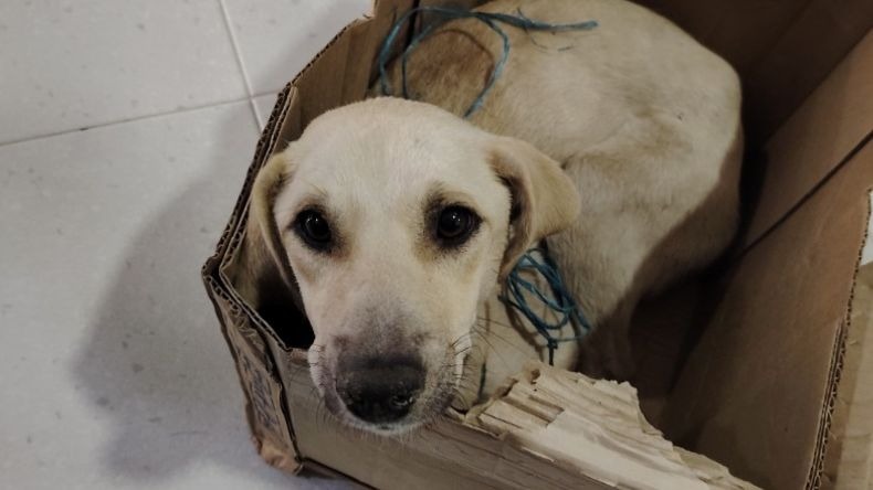 Rescatan a una perrita abandonada en el Líbano 