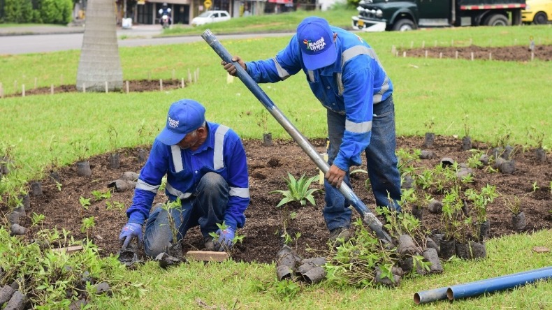 Sembrarán más de 5.000 plantas para embellecer dos glorietas de Ibagué