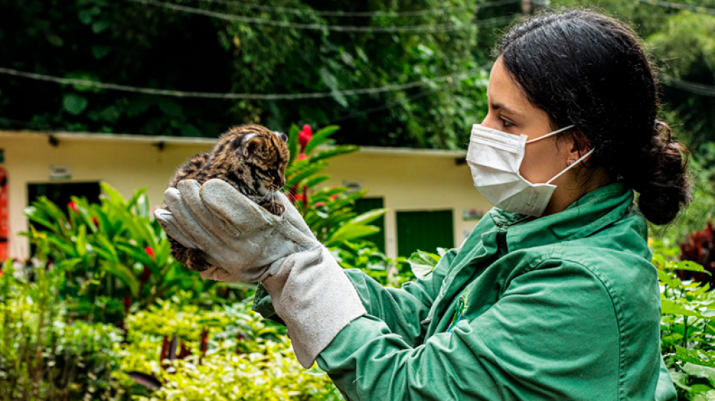 Así Funciona El Centro De Atención Y Valoración De Fauna Silvestre De ...