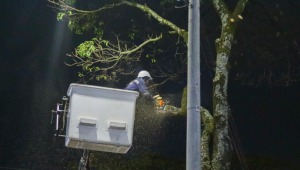 Así podrá solicitar una poda de árbol en Ibagué