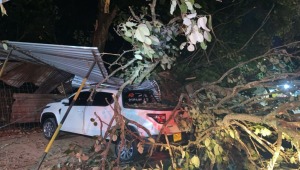 Caída de un árbol en el Pedregal dejó varios vehículos afectados