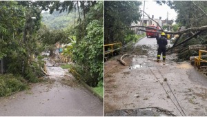 Fuertes lluvias provocaron caída de árboles en dos sectores de Ibagué 