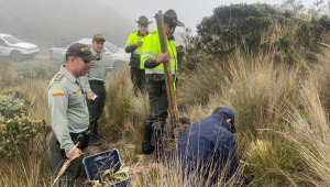 Frailejones arrancados por un hombre al norte del Tolima fueron replantados