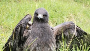 Rescatan en el Tolima un águila herida incapaz de volar