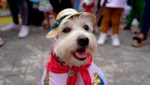 Así puede participar en el desfile sampedrino de mascotas en Ibagué