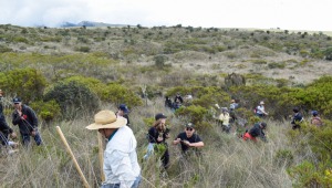 Estudiantes realizaron 'sembratón' de frailejones al norte del Tolima