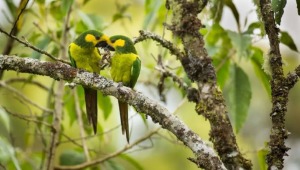  Más de 1600 especies de fauna silvestre han sido rescatadas del tráfico ilegal en el Tolima