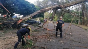 Hospital Federico Lleras aclara rumores sobre tala masiva de árboles