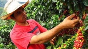 1.500 hectáreas nuevas de café y 3.500 renovadas, meta con convenio entre cafeteros del Tolima y Gobernación 