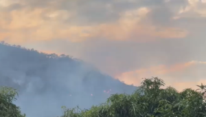 50 hectáreas de cobertura vegetal se han consumido por incendio en Coello