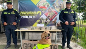 Perro antinarcóticos halló marihuana en un paquete de encomiendas