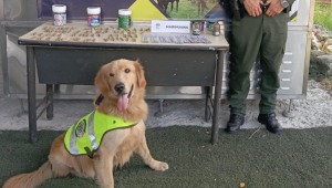 Perro antinarcóticos encontró marihuana en envases de plástico en Ibagué