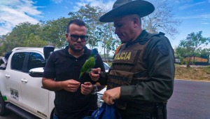 Policía rescató a loro cabeciazul que era tenido ilegalmente en Ibagué