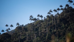 Buscan declarar bosque de cera de Toche como reserva natural