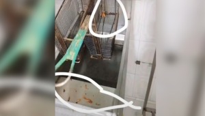 Denuncian presuntas deficiencias sanitarias en el asadero Doraditos y Sazón