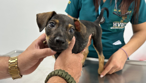 Rescataron a cachorro de dos meses que sufrió presunto maltrato en Lérida