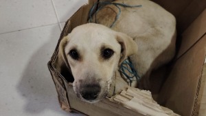 Rescatan a una perrita abandonada en el Líbano 