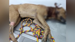 Indignación en El Espinal por asesinato de un perro con machete 