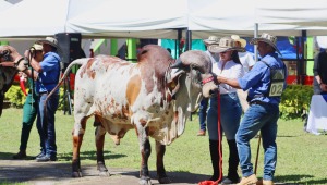 Feria Agropecuaria dejó ganancias de más $633 millones